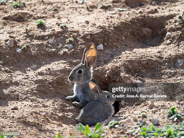 two babies of field rabbits going out of his burrow, ( species oryctolagus cuniculus.) - rabbit burrow bildbanksfoton och bilder