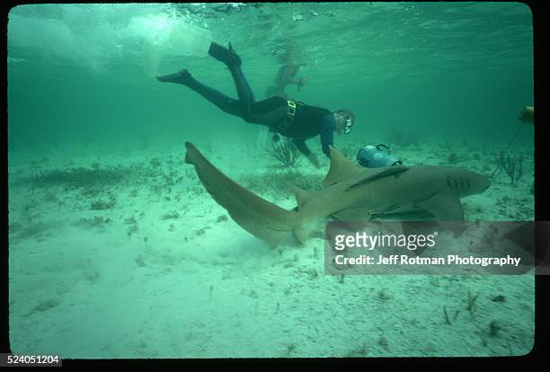 Diver helps capture a nurse shark for measuring and tagging. | Location: Bimini.
