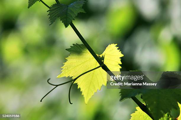 Vineyards in the Margaret River. Margaret River is a town and river in the South West of Western Australia, located 277 kilometres South of Perth,...
