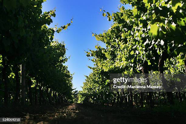 Vineyards in the Margaret River Wine Region.. Margaret River is a town and river in the South West of Western Australia, located 277 kilometres South...