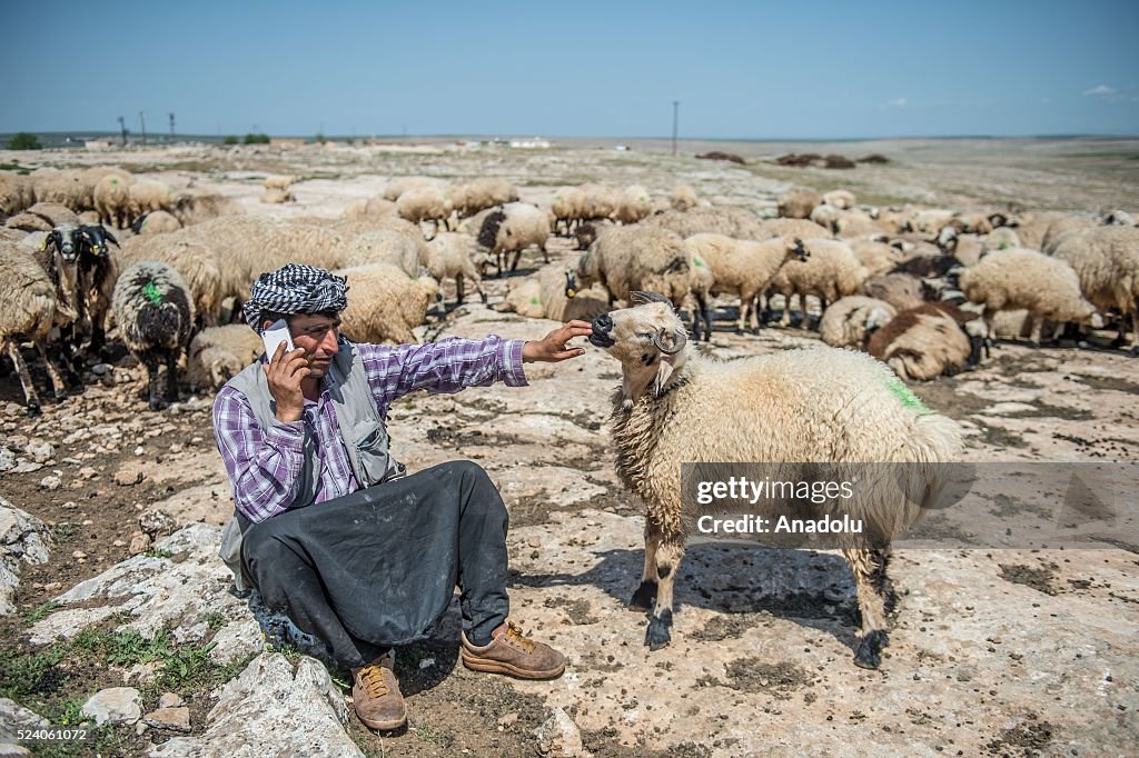 Shepherds charge their phones with solar panels carried by donkeys in Turkey