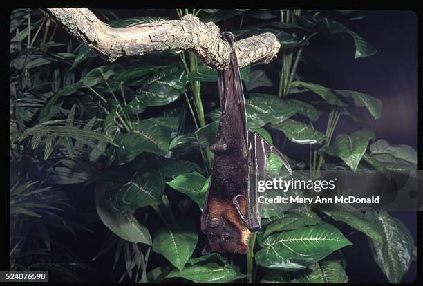 Flying Fox Bat Hanging From Tree