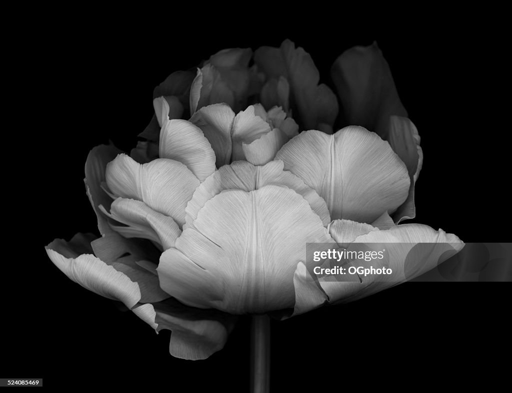 XXXL: Monocrhome Tulipe Double