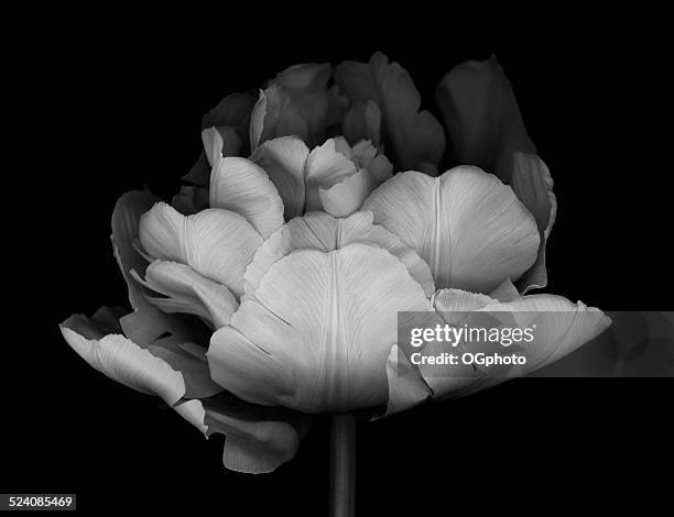 xxxl: monocrhome double tulip - black and white plant stockfoto's en -beelden