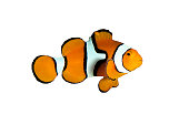 Clown fish with White and Black Stripes on White Background