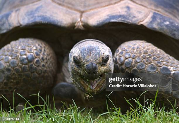 Seychelles Giant Tortoise keeps an eye out in the Zoo de Jardin des Plantes in Paris.