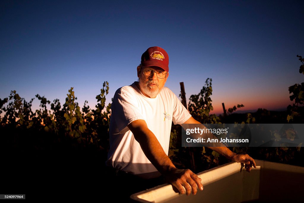 Paso Robles wine harvest