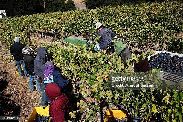 Paul Wolfe drives a tractor as he is helped to harvest Mourvedre wine grapes by migrant workers at Pipestone Vineyards in Paso Robles, October 1,...