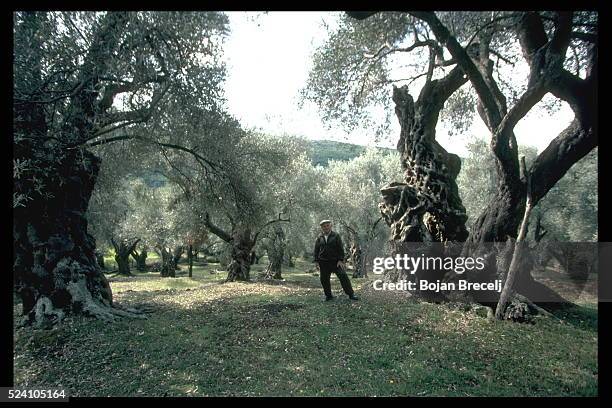 Ancient olive grove in Bar region, these are 'Zutica' olives .