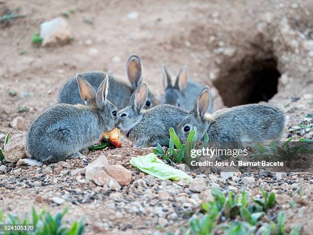 group of small rabbits eating and playing close to his burrow ( species oryctolagus cuniculus.) - rabbit burrow bildbanksfoton och bilder