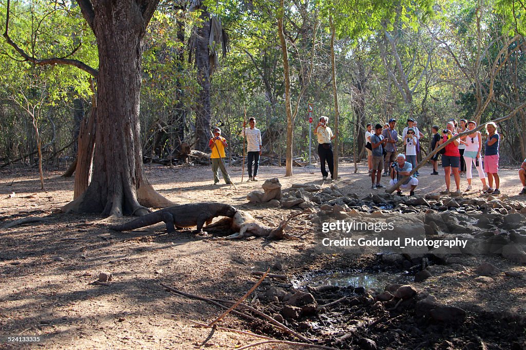 Indonesia: Komodo Dragon Devouring A Timor Rusa Deer