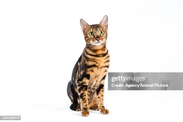 bengal - bengal cat stock pictures, royalty-free photos & images