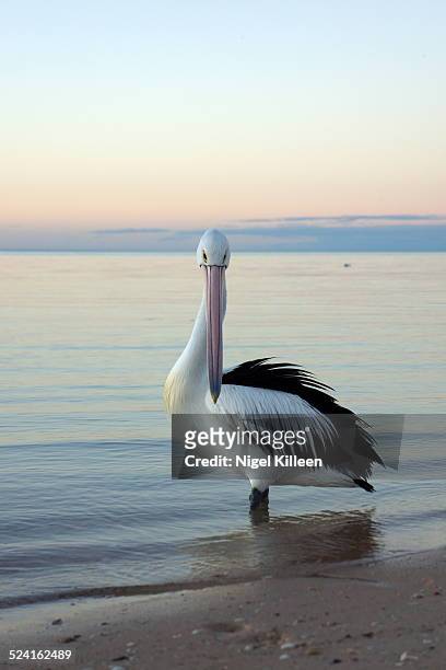 pelican standing in sea at sunset - monkey mia stock pictures, royalty-free photos & images
