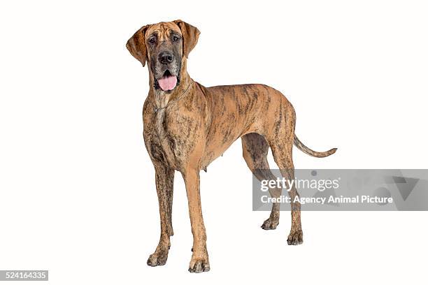 great dane - gran danés fotografías e imágenes de stock