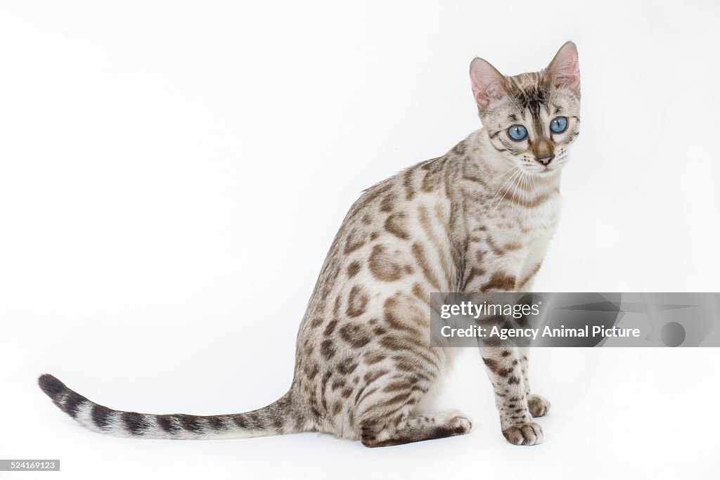 Bengal cat