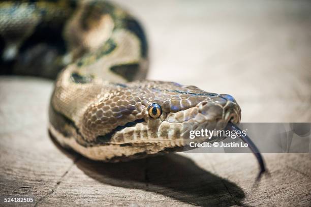 Reticulated Python High-Res Stock Photo - Getty Images