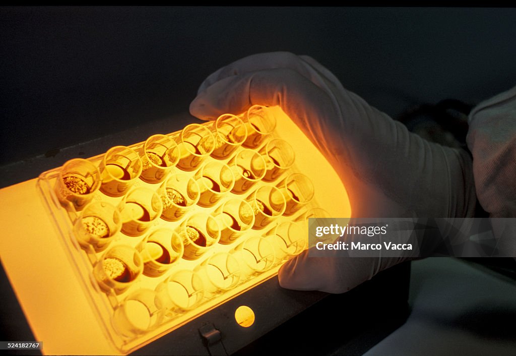 Analizing blood sample