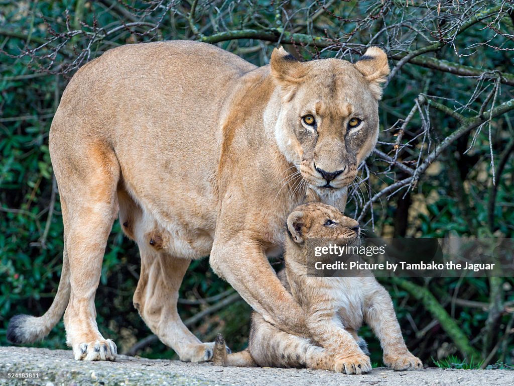Lioness holding cub