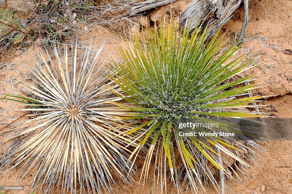 High desert flowers, trees and shrubs