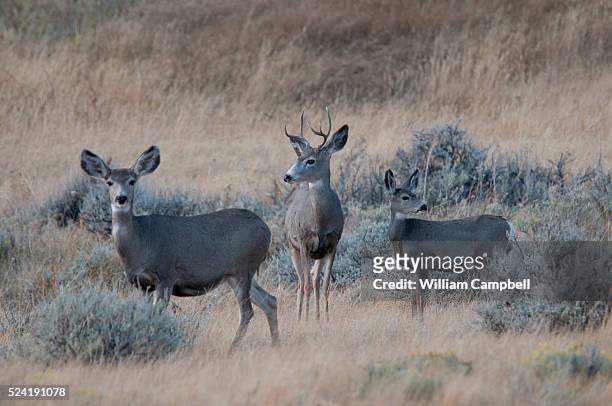 Herd of mule deer south of the Crazy Mountains in southwest Montana.