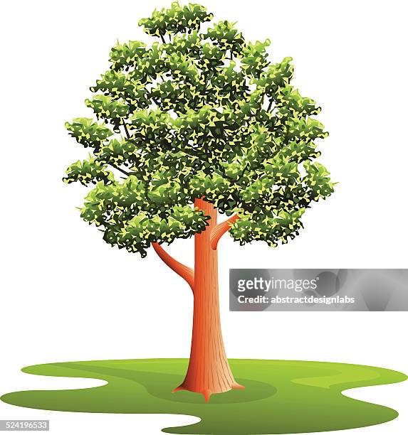 stockillustraties, clipart, cartoons en iconen met elm tree - elm tree