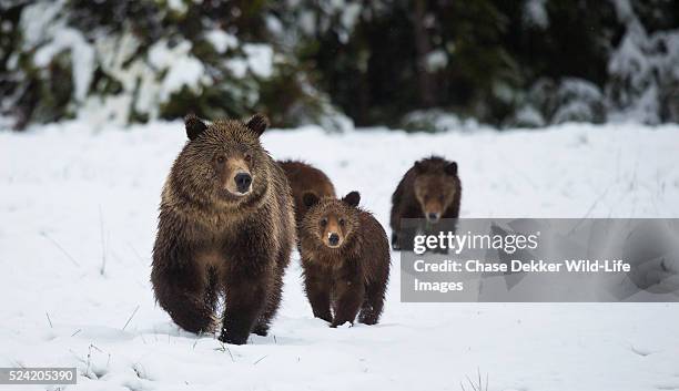 grizzly sow and cubs - sow bear stockfoto's en -beelden