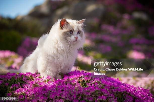 ragdoll cat in pink flowers - ville de monterey californie photos et images de collection