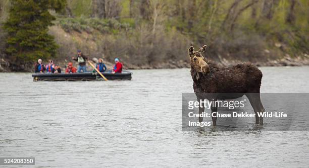 cow moose with raft - grand teton national park - fotografias e filmes do acervo