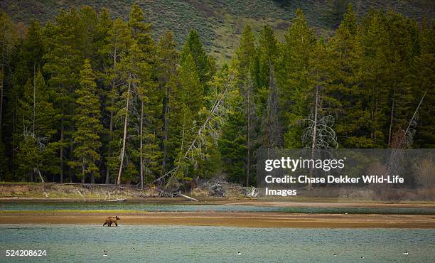 grizzly bear crossing river - yellowstone grizzly foto e immagini stock
