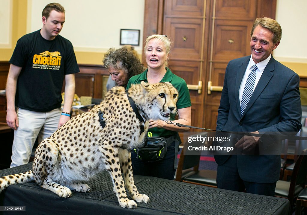 Adaeze the Cheetah Visits the U.S. Capitol