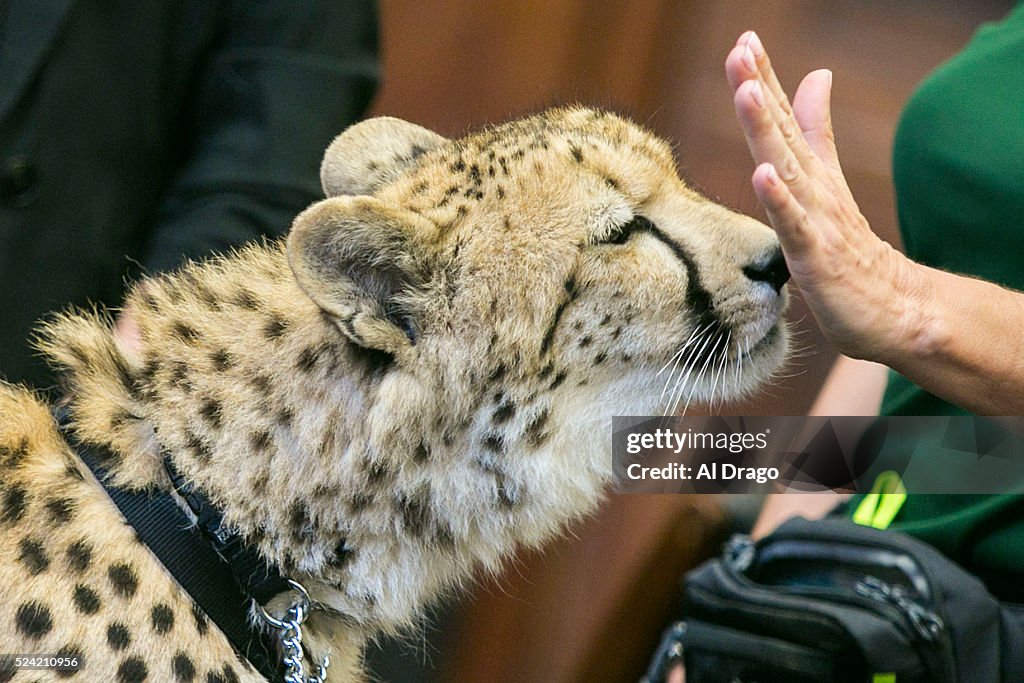 Adaeze the Cheetah Visits the U.S. Capitol