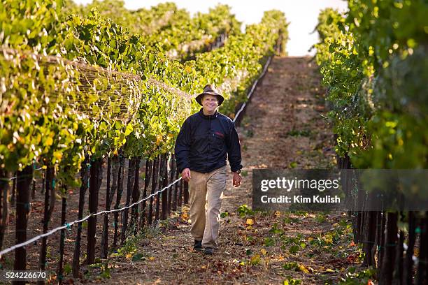 Winemaker Kent Fortner, of Road 31 Wine Company,, walks through the rows of his Pinot Noir wine grapes in the Carneros District, a cool, wind-swept...