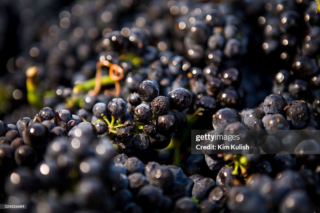USA - Agriculture - Napa Valley Pinot Noir Grape Harvest