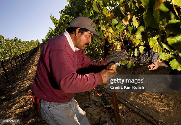 Pinot Noir wine grapes are harvested in the Carneros District, a cool, wind-swept region that borders the San Pablo Bay and marks the entrance to...