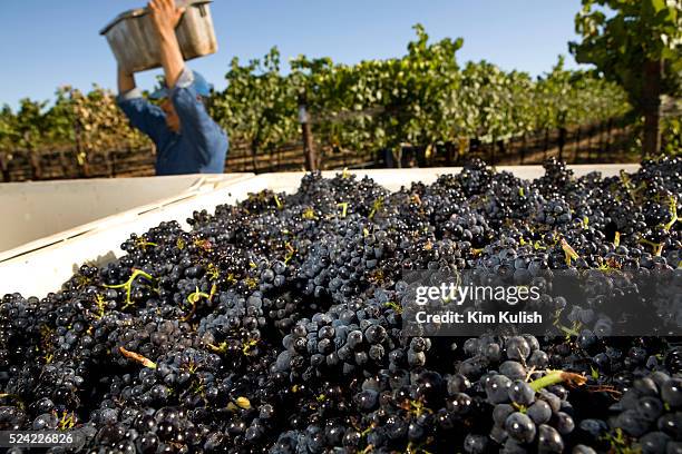 Pinot Noir wine grapes are harvested in the Carneros District, a cool, wind-swept region that borders the San Pablo Bay and marks the entrance to...