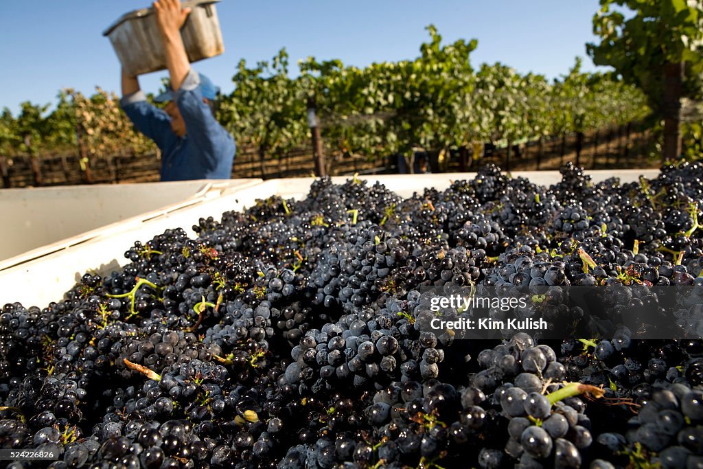 USA - Agriculture - Napa Valley Pinot Noir Grape Harvest