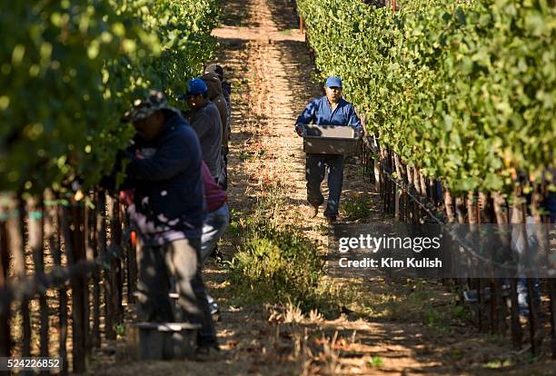 Pinot Noir wine grapes are harvested in the Carneros District, a cool, wind-swept region that borders the San Pablo Bay and marks the entrance to...