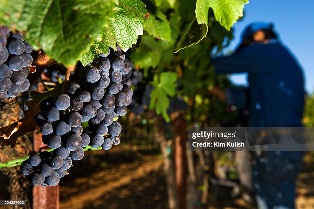 USA - Agriculture - Napa Valley Pinot Noir Grape Harvest