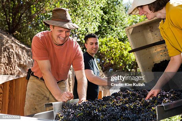 Winemaker Kent Fortner, of Road 31 Wine Company,, and his crew crush his Pinot Noir wine grapes harvested from the Carneros District, a cool,...