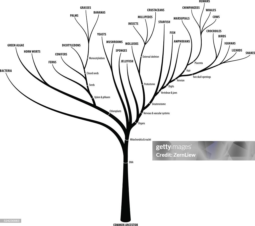 Evolution Tree High-Res Vector Graphic - Getty Images