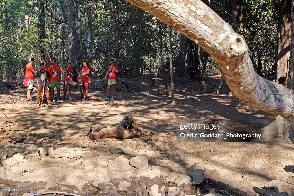 Indonesia: Komodo Dragon Devouring A Timor Rusa Deer