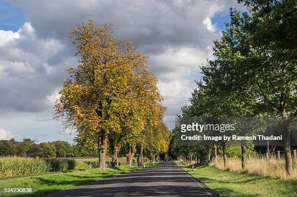 tree lined country road - alemanha fotografías e imágenes de stock