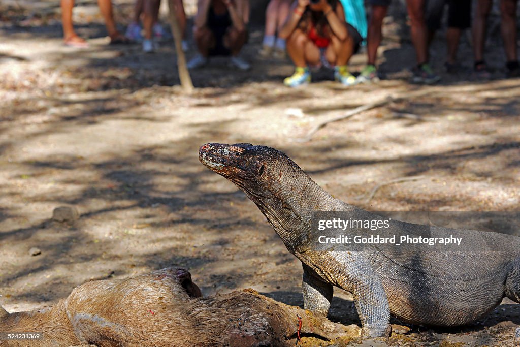 Indonesia: Komodo Dragon Devouring A Timor Rusa Deer