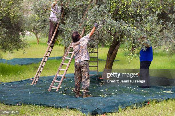 picking olives in sicily, italy - picking olives stock pictures, royalty-free photos & images