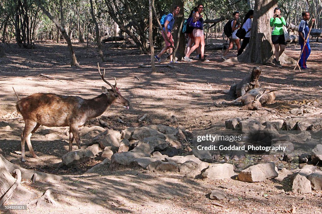 Indonesia: Komodo Dragon Devouring A Timor Rusa Deer