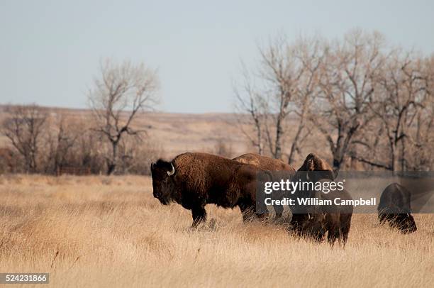 The 123,000 acre American Prairie Reserve south of Malta in northern Montana is an intact grass and sage steppe prairie ecosystem. There are 215...