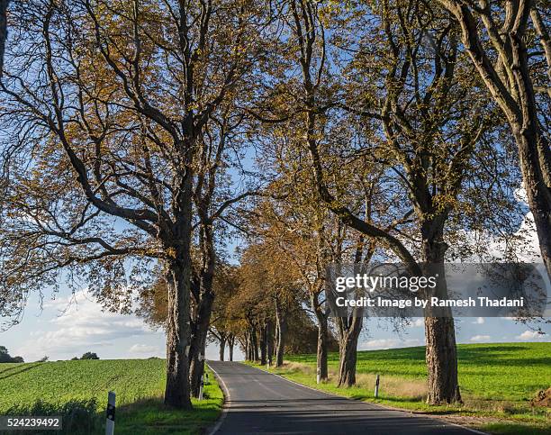 country road in brandenburg - berlim stockfoto's en -beelden