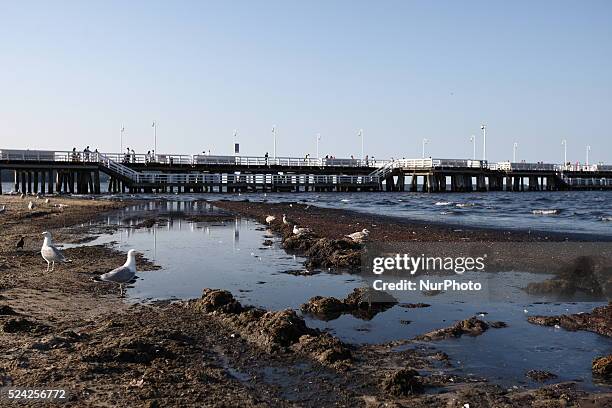 Sopot, Poland 17th, July, 2014 Due to the high temperature and flauta at sea, on the Sopot's Baltic Sea beach blue-green cyanobacteria algae bloomed....