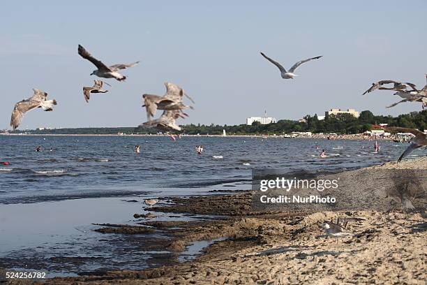 Sopot, Poland 17th, July, 2014 Due to the high temperature and flauta at sea, on the Sopot's Baltic Sea beach blue-green cyanobacteria algae bloomed....