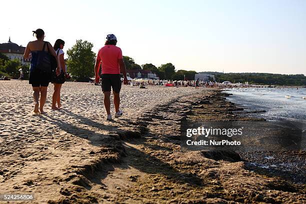 Sopot, Poland 17th, July, 2014 Due to the high temperature and flauta at sea, on the Sopot's Baltic Sea beach blue-green cyanobacteria algae bloomed....